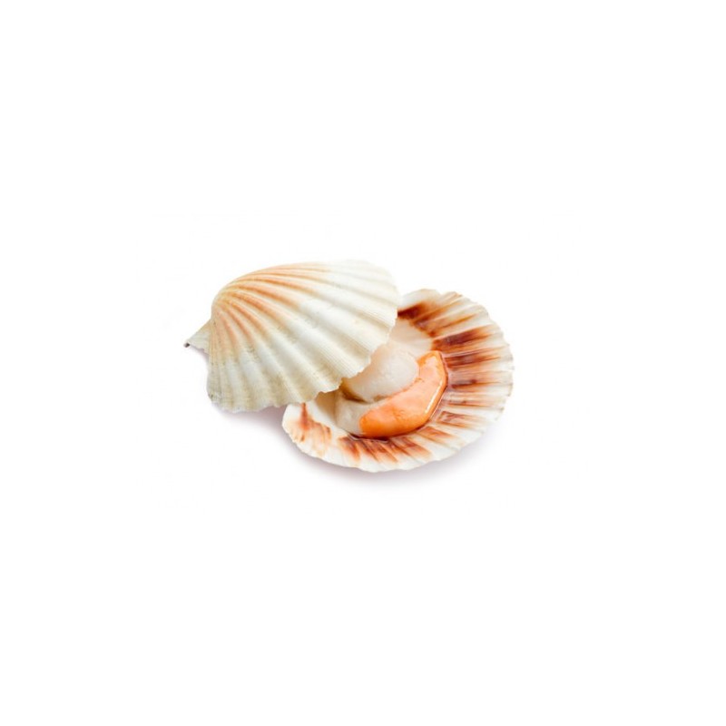 Cappesante mezzo guscio