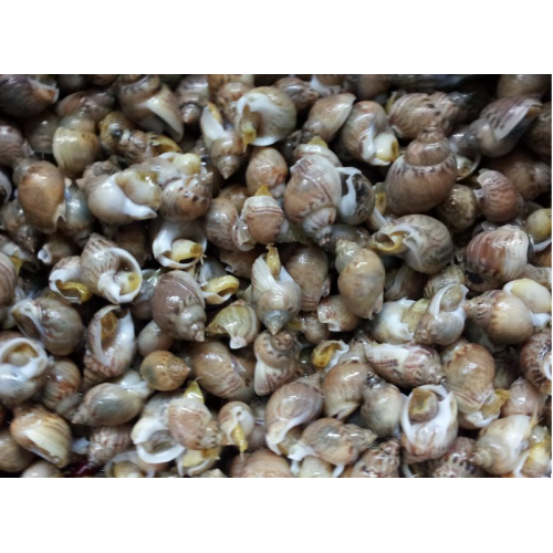 Lumachine di mare