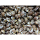 Lumachine di mare