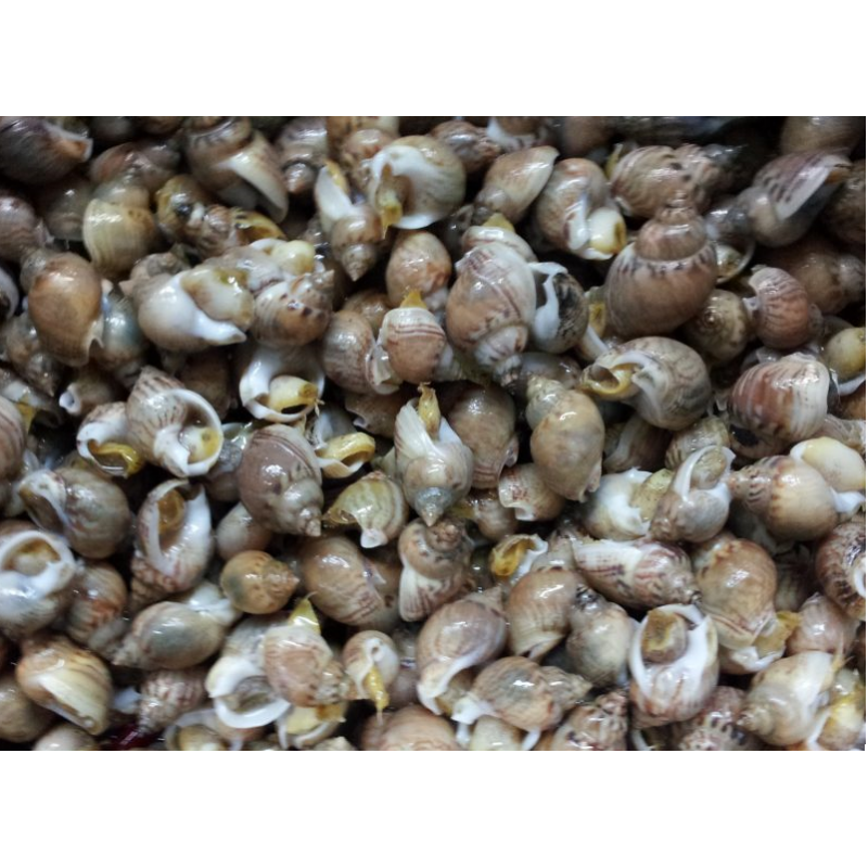 Lumachine di mare