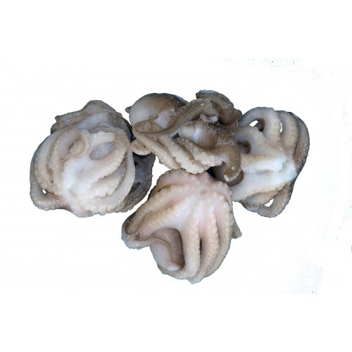 Polpetti 13/20 AMULYA