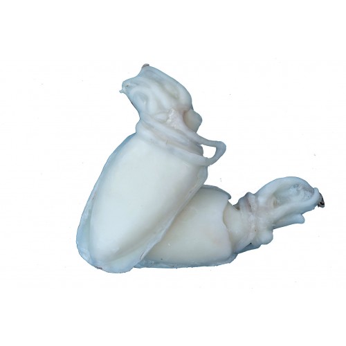 Seppia pulita MAROCCO 500/1000