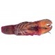 Astice crudo 300/350 orig. AMERICA